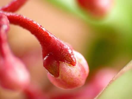 Skimmia japonica 'Rubella'